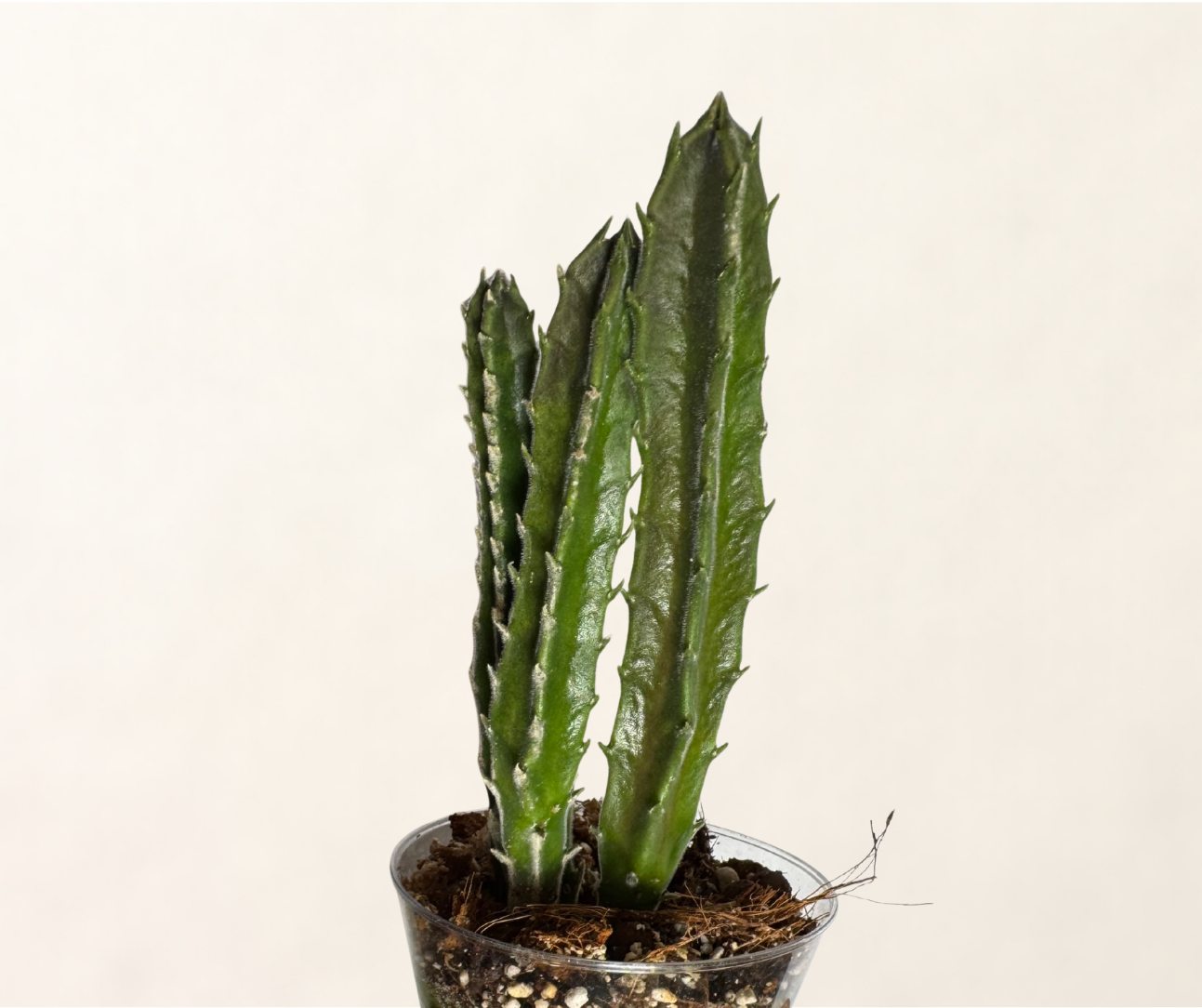 Stapelia Gigantea (Corpse Flower)