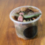 H. Sigillatis Vl-9 cultivar has dark, succulent leaves and deep red new growth