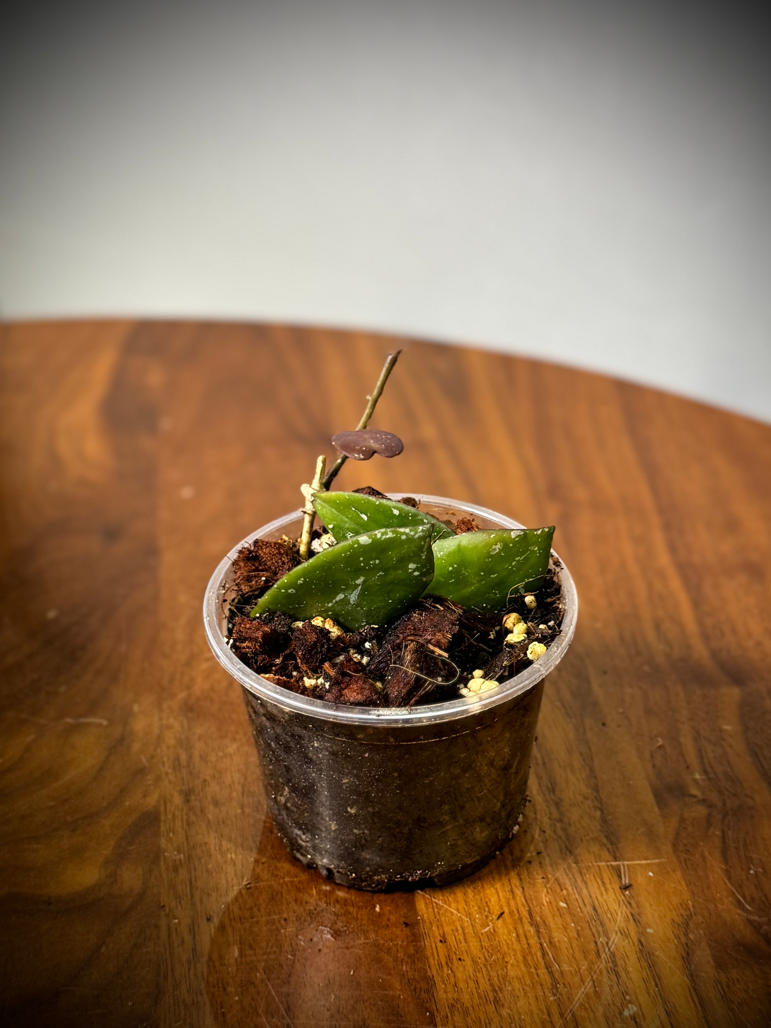 Hoya Walliniana is a gorgeous hoya with thick leaves that are a splash deep green on top and a deep purple underneath.