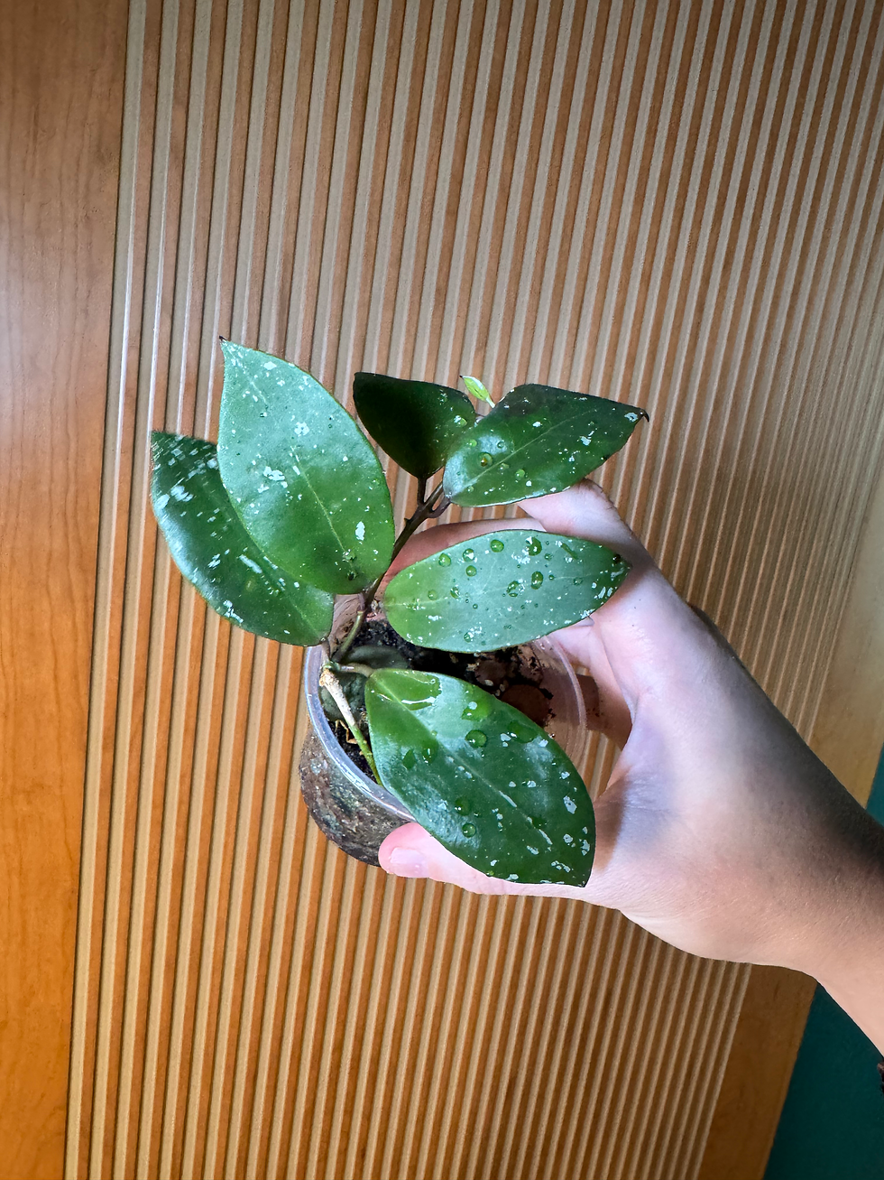 Hoya Walliniana (Splash)