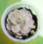 pink pinguicula ehlersiae with jewel like leaves that curl in