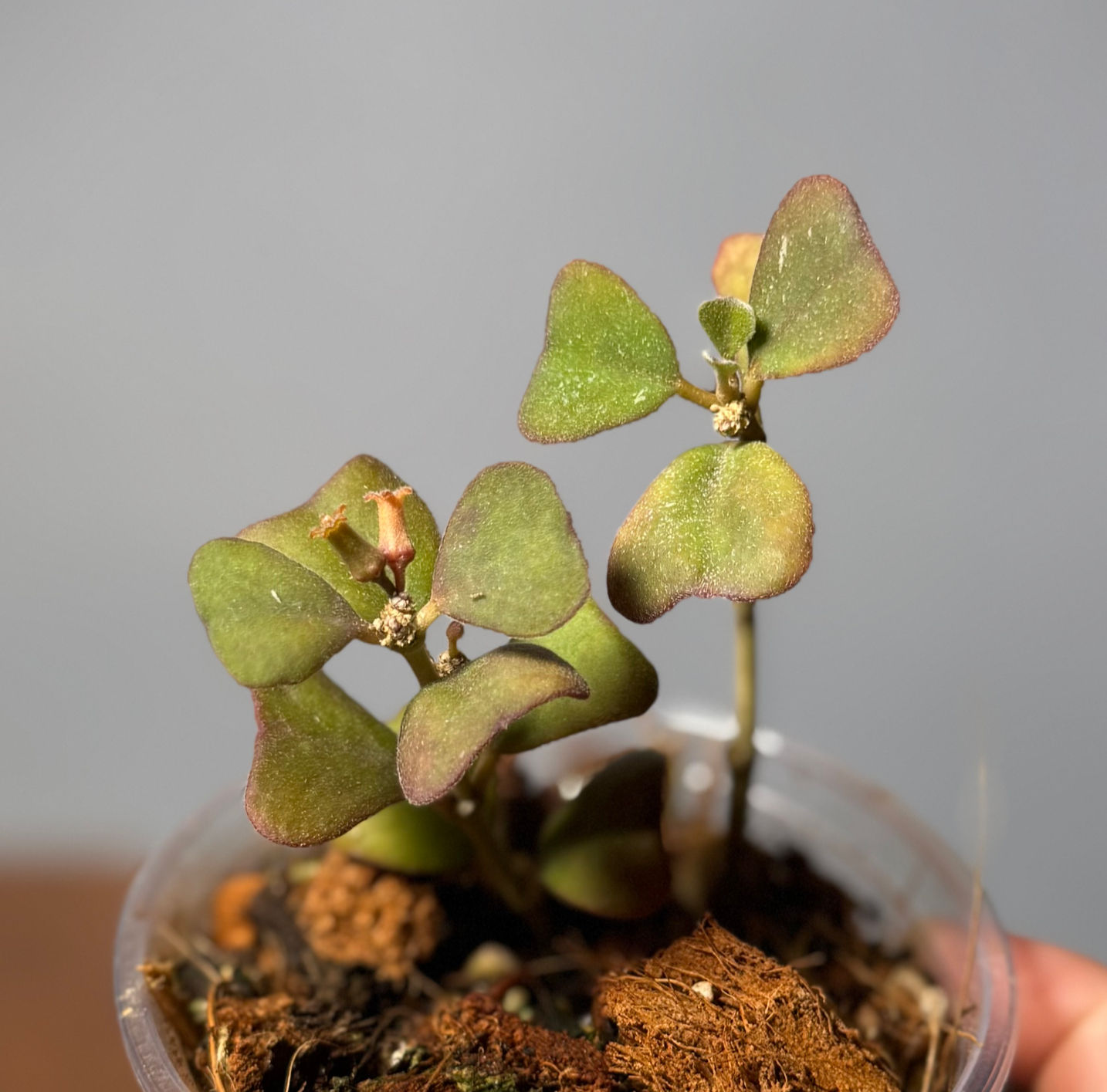 Hoya Manipurensis is a unique hoya with small heart shaped leaves and flowers that look more like a Dischidia than a Hoya