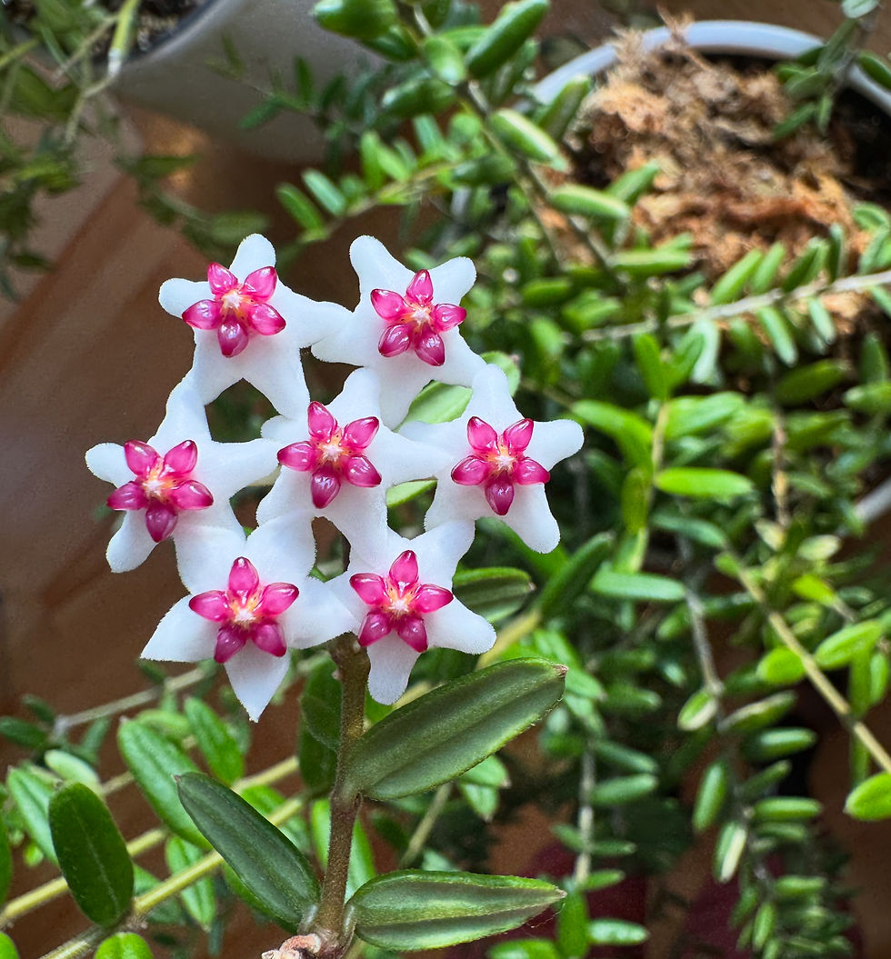 star of bethlehem hoya flowers engleriana bella rare plant canada