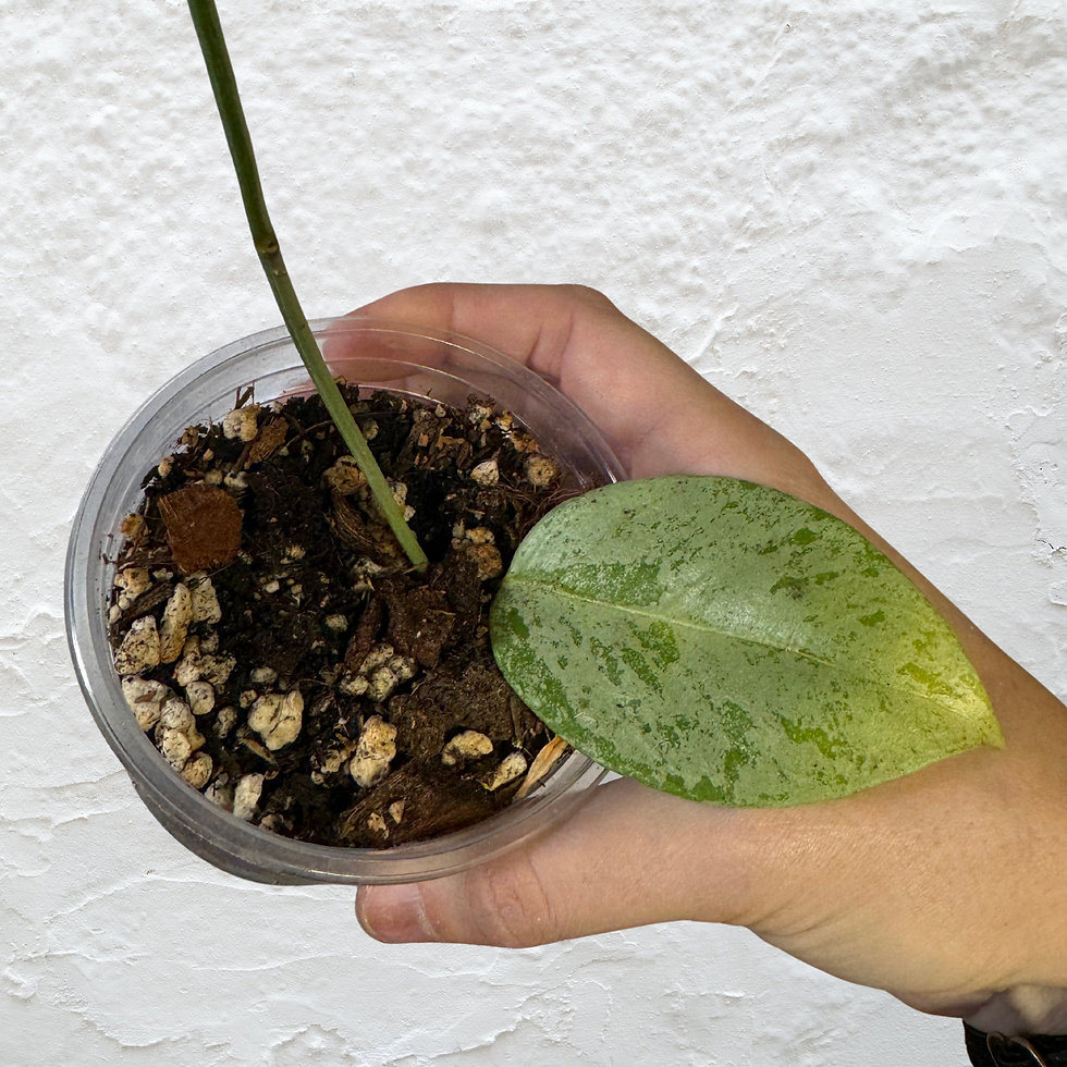 Hoya Coriacea Silver