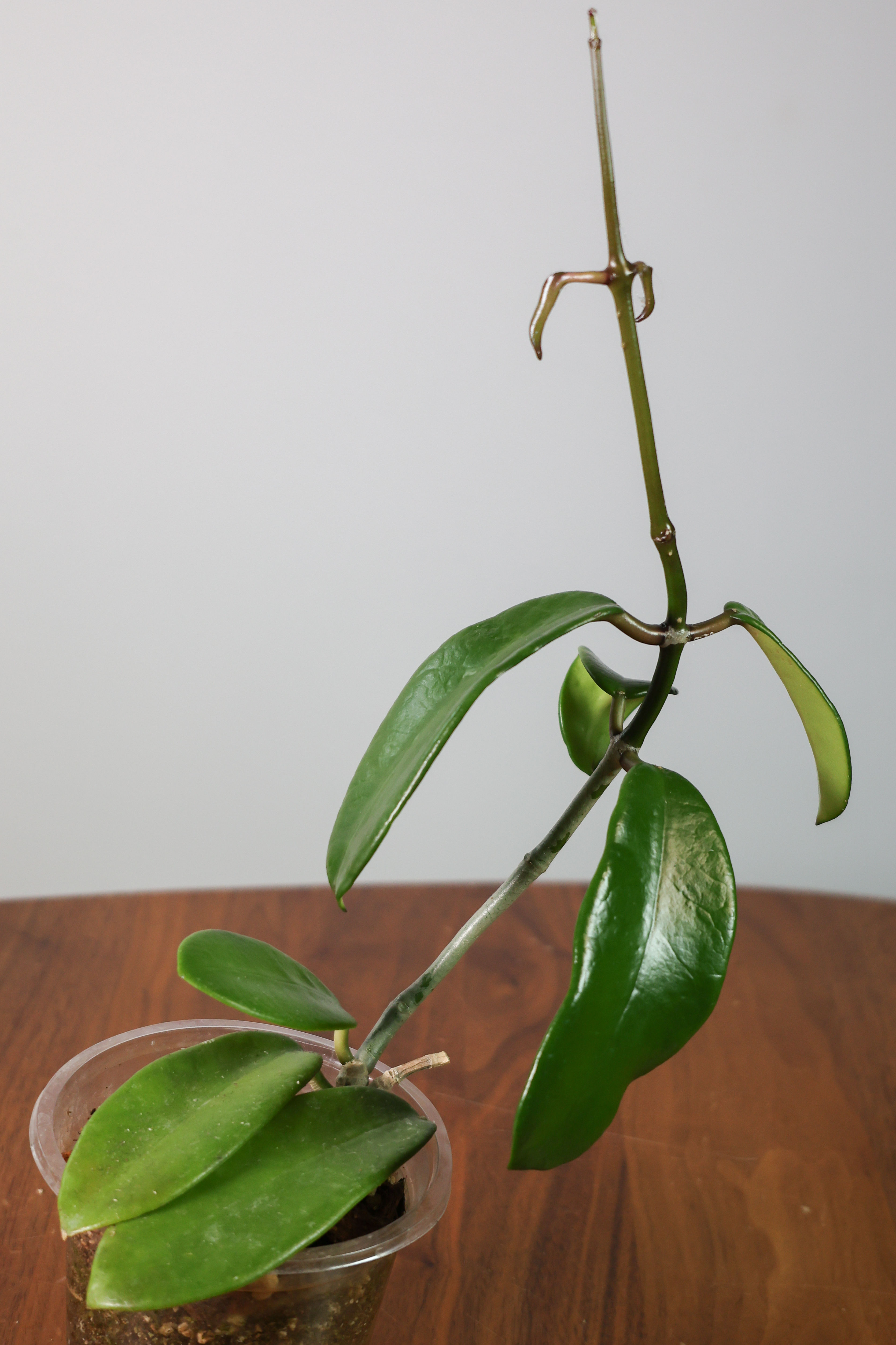 Hoya Meliflua