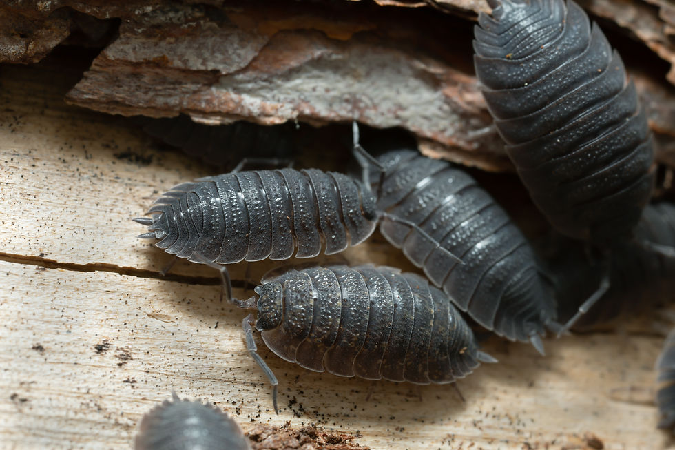 Porcellio Scaber Isopods - Canada-Wide Shipping
