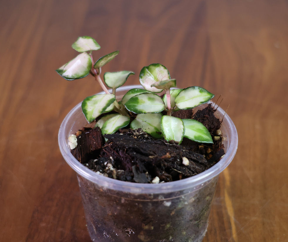 Thumbnail: Hoya Lacunosa (Bruno Tricolour)