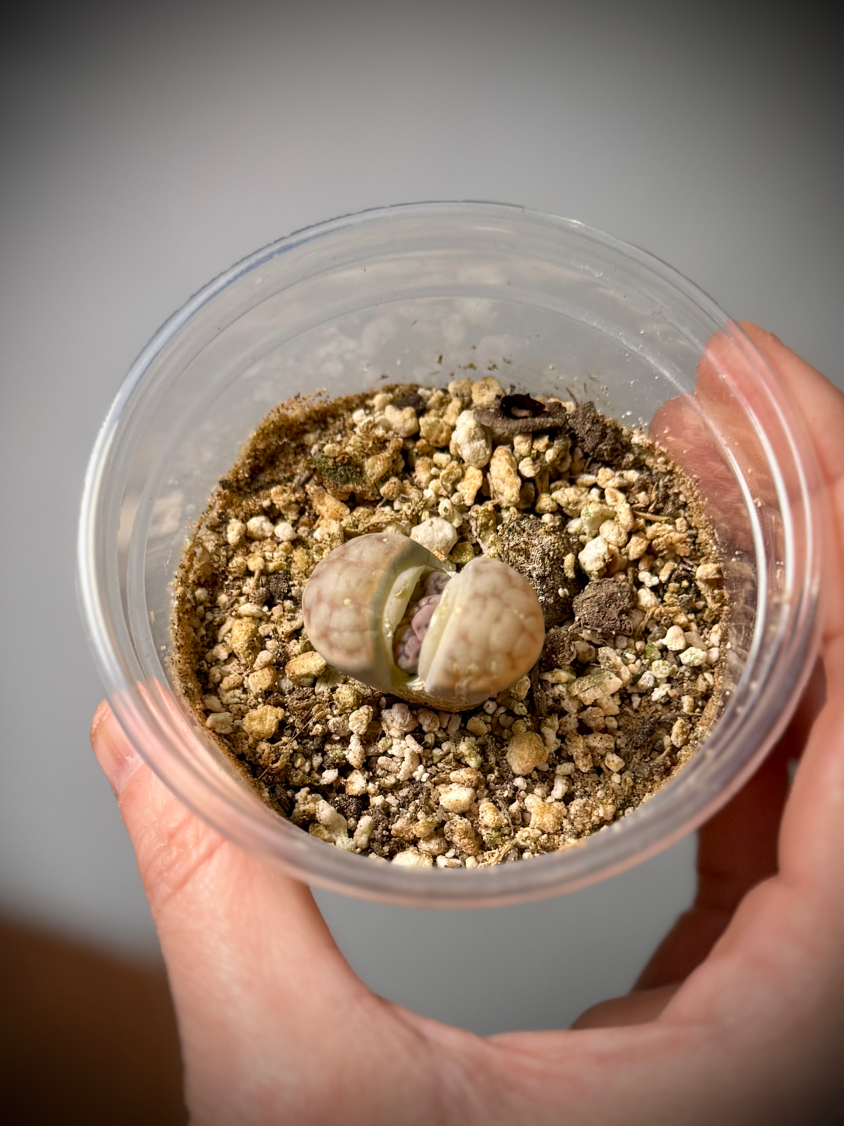 Lithops - Living Stone