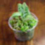 Goodyera Daibuzanensis is a rare jewel orchid that features stunning foliage.