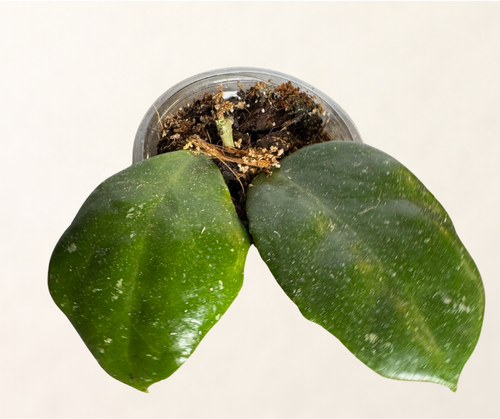 Hoya Sweet Scent | Fang & Folium