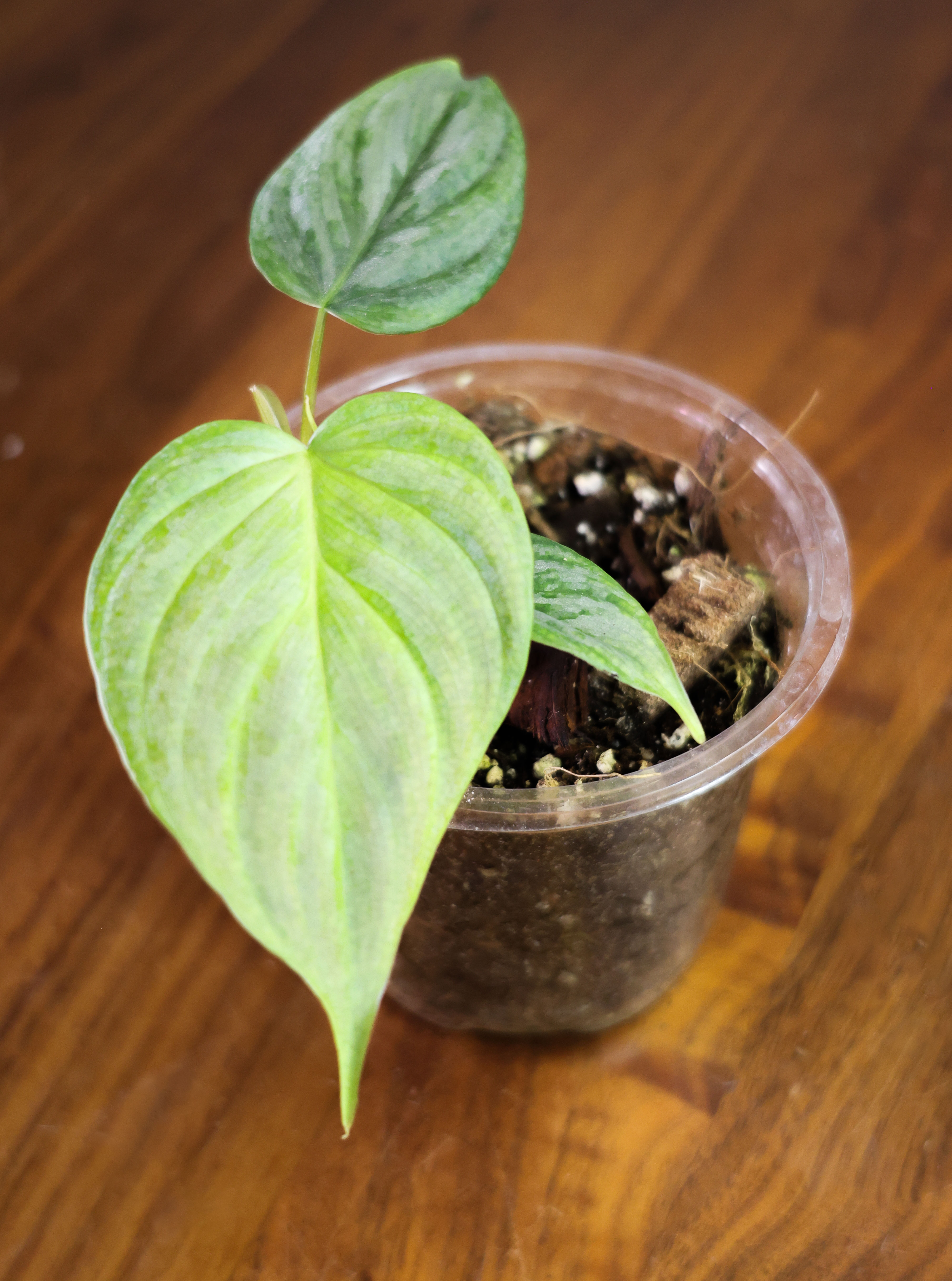 Philodendron Brandtianum is a gorgeous philo species featuring satiny foliage with bright silver splashes.