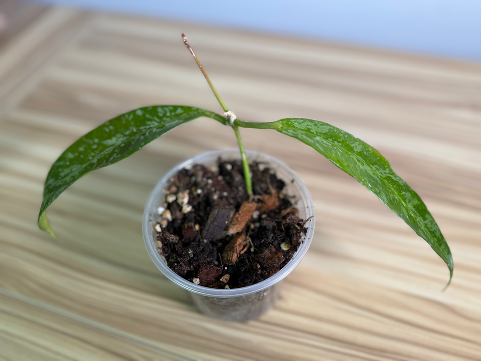 Thumbnail: Hoya Griffithii (Silver Splash)