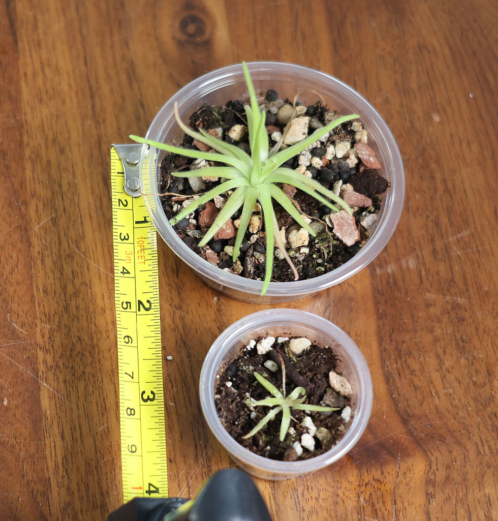 Thumbnail: Pinguicula Gypsicola x Moctezumae - Carnivorous Butterwort Plant