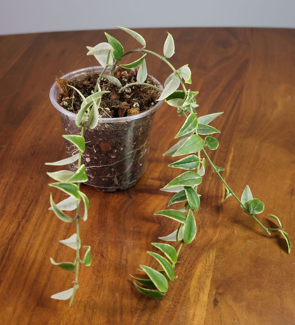 Thumbnail: Hoya Bella Anneke Buis outer-variegated houseplant white edges and dark centers