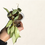 Thumbnail: Hoya Lacunosa Louisa's Silver