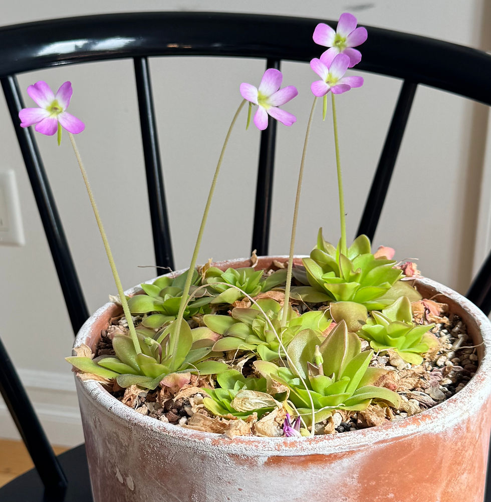 Thumbnail: Pinguicula Guatemala is a large-leafed butterwort with gorgeous pansy-like blooms