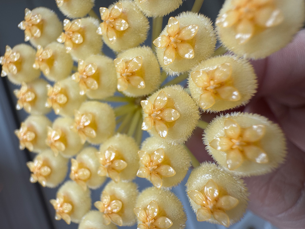 Thumbnail: Hoya Lacunosa 'Asami 2 Outer-Variegated'