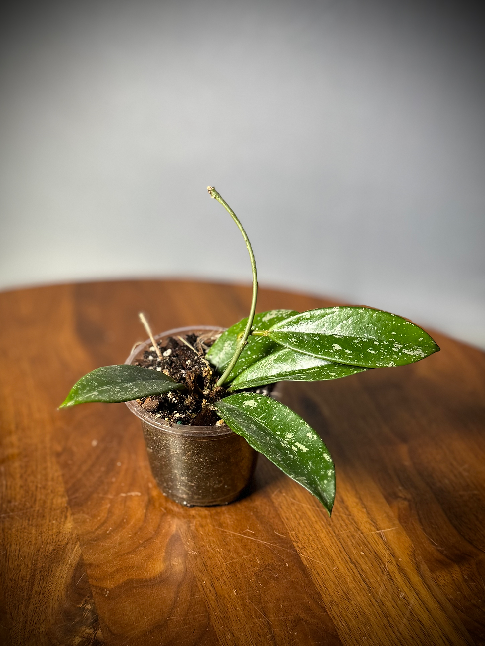 Thumbnail: Hoya Publicalyx with Silver Splash is a speckled version of the popular classic.