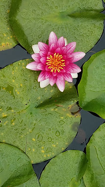 Lily 3_edited.jpg