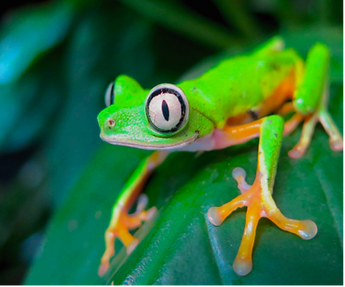frog image.png