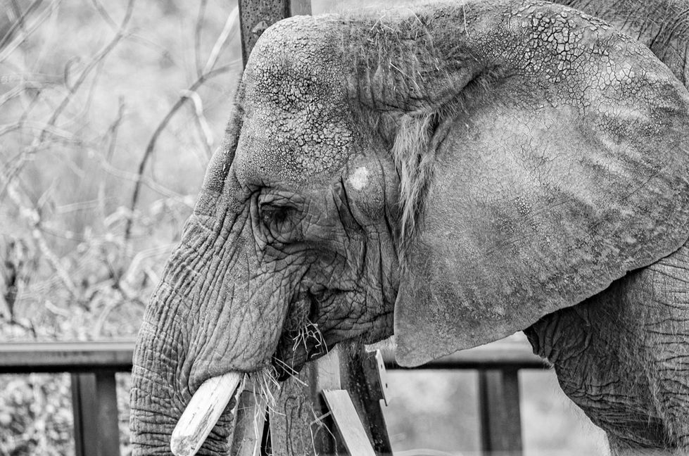 a black and white photo of an elephant eating grass by Eternal Exposure in Medford Oregon