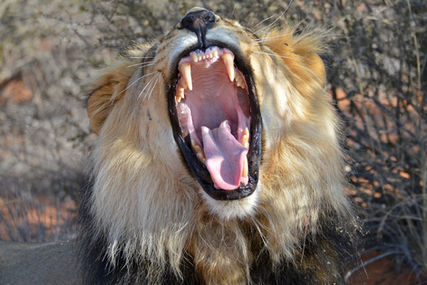 Gähnender Löwe  Yawning lion HGR_4937 Kalahari Namibia 2016.jpg