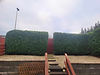 Hedges 8.jpg