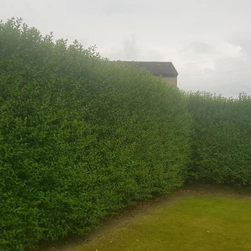 Hedge Cutting Glasgow