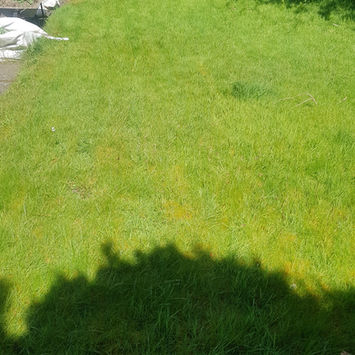 Grass Cutting Glasgow
