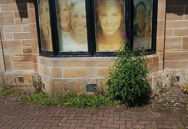 Commercial garden tidy up glasgow before