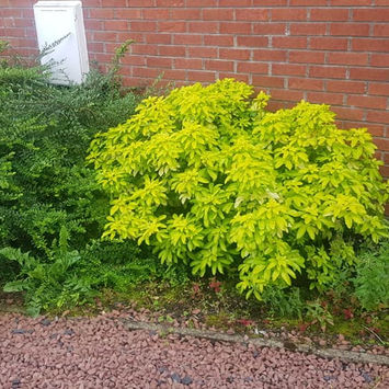 Domestic Gardening Glasgow