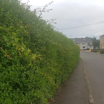 Hedge Cutting Glasgow