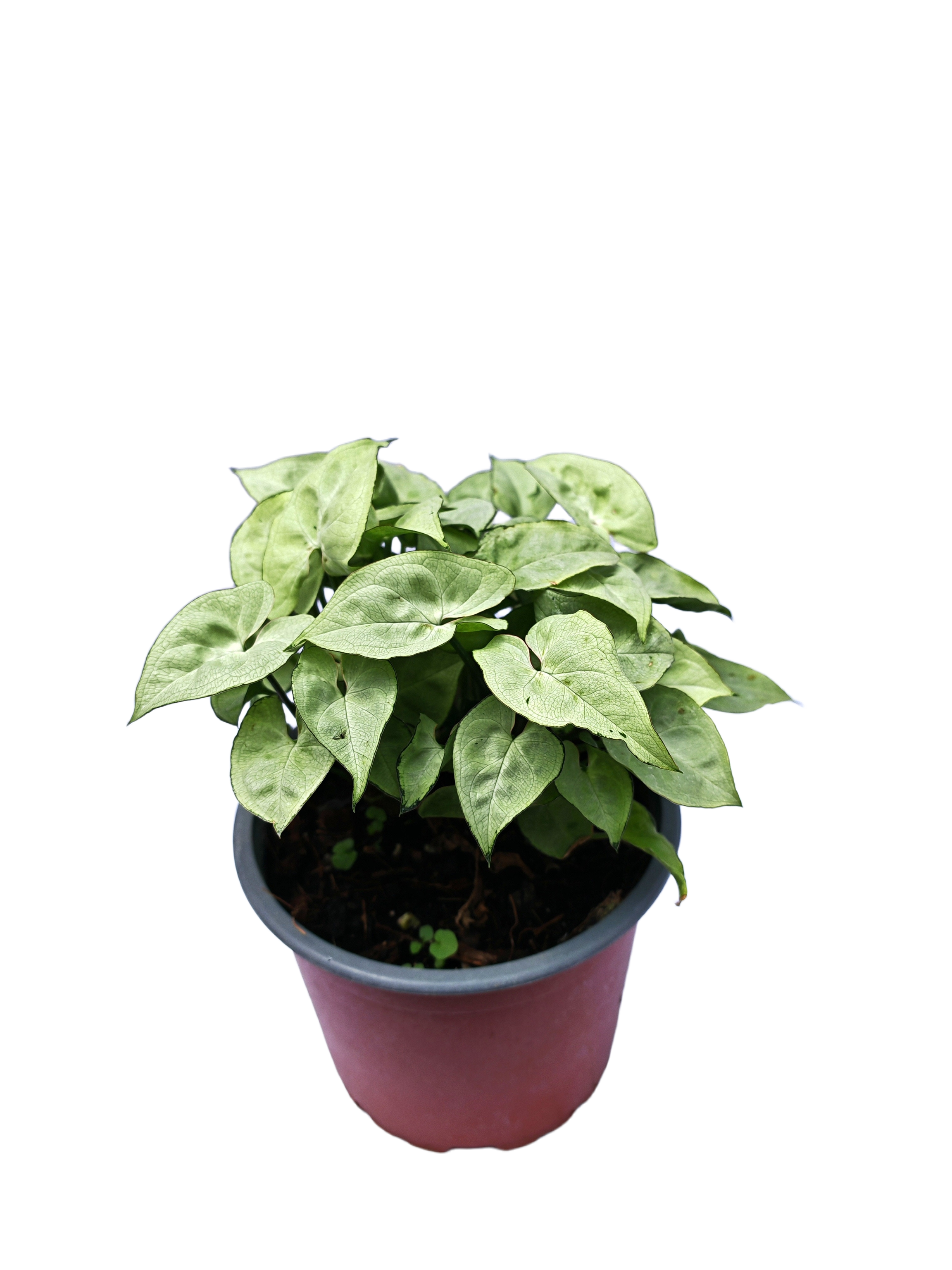 Singonio Silver Pearl (Syngonium Podophyllum "Silver Pearl")