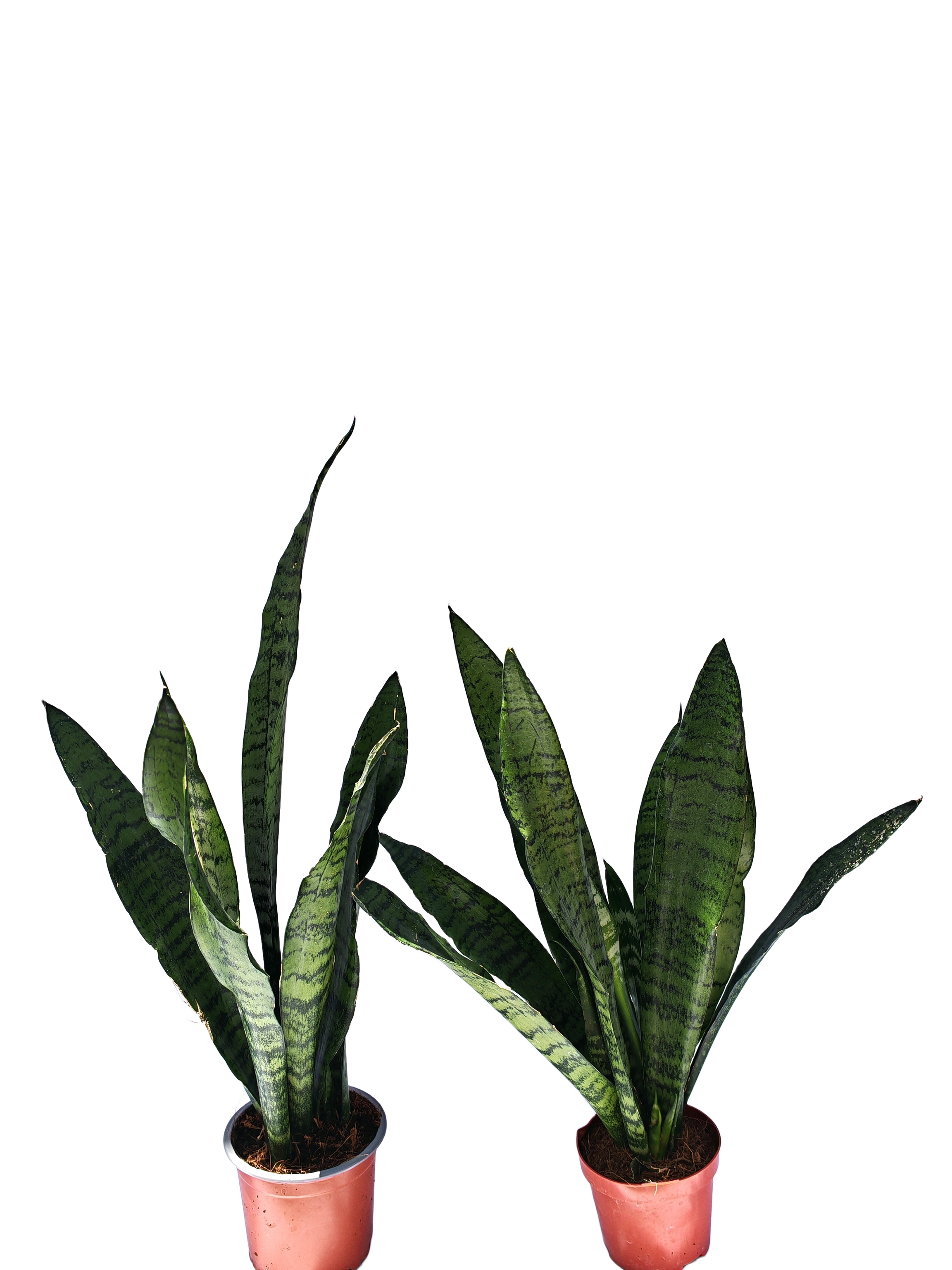Sansevieira Zeylanica