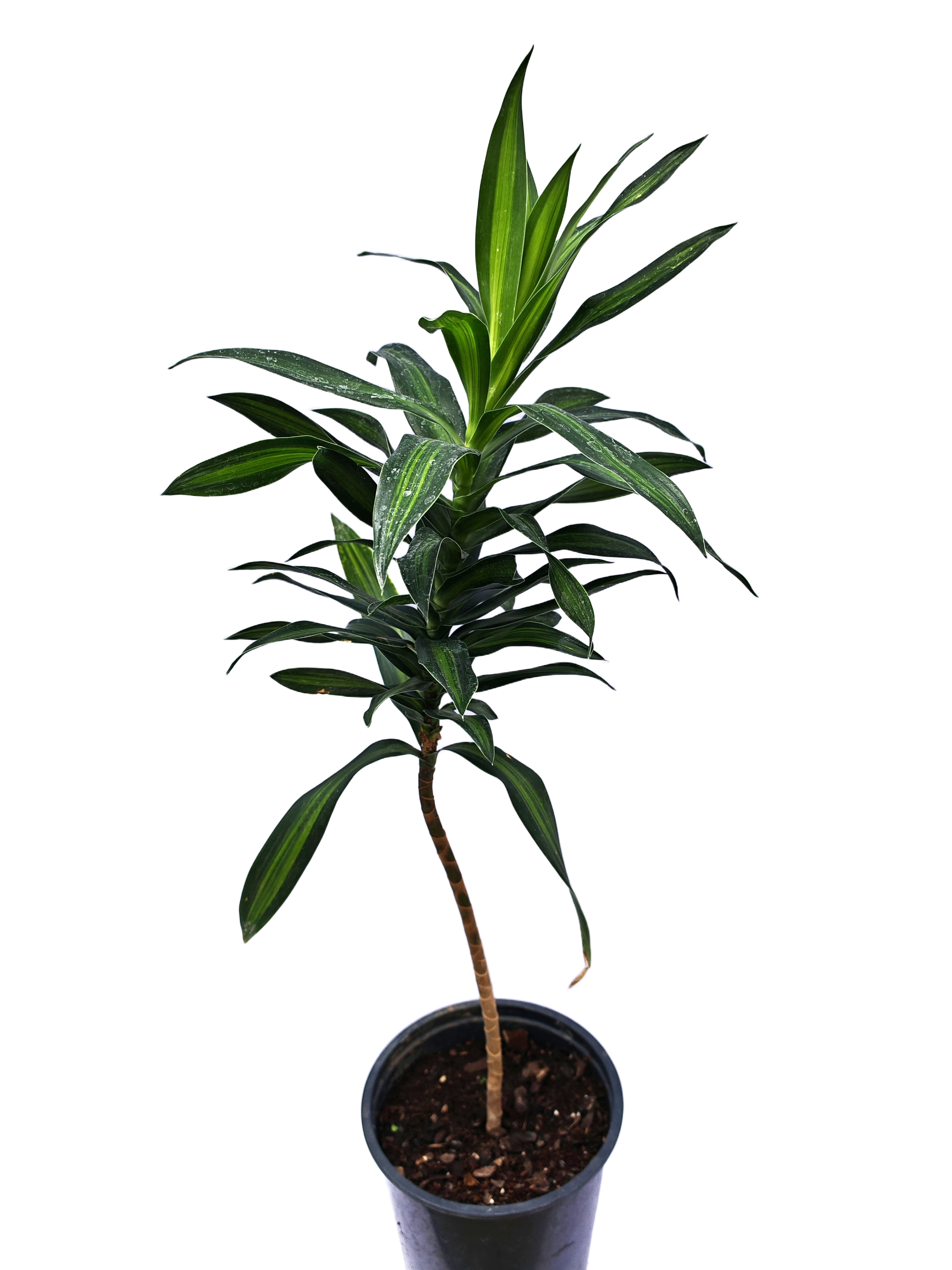 Canción de la India, Dracena Jamaica (Dracena Reflexa Jamaica)