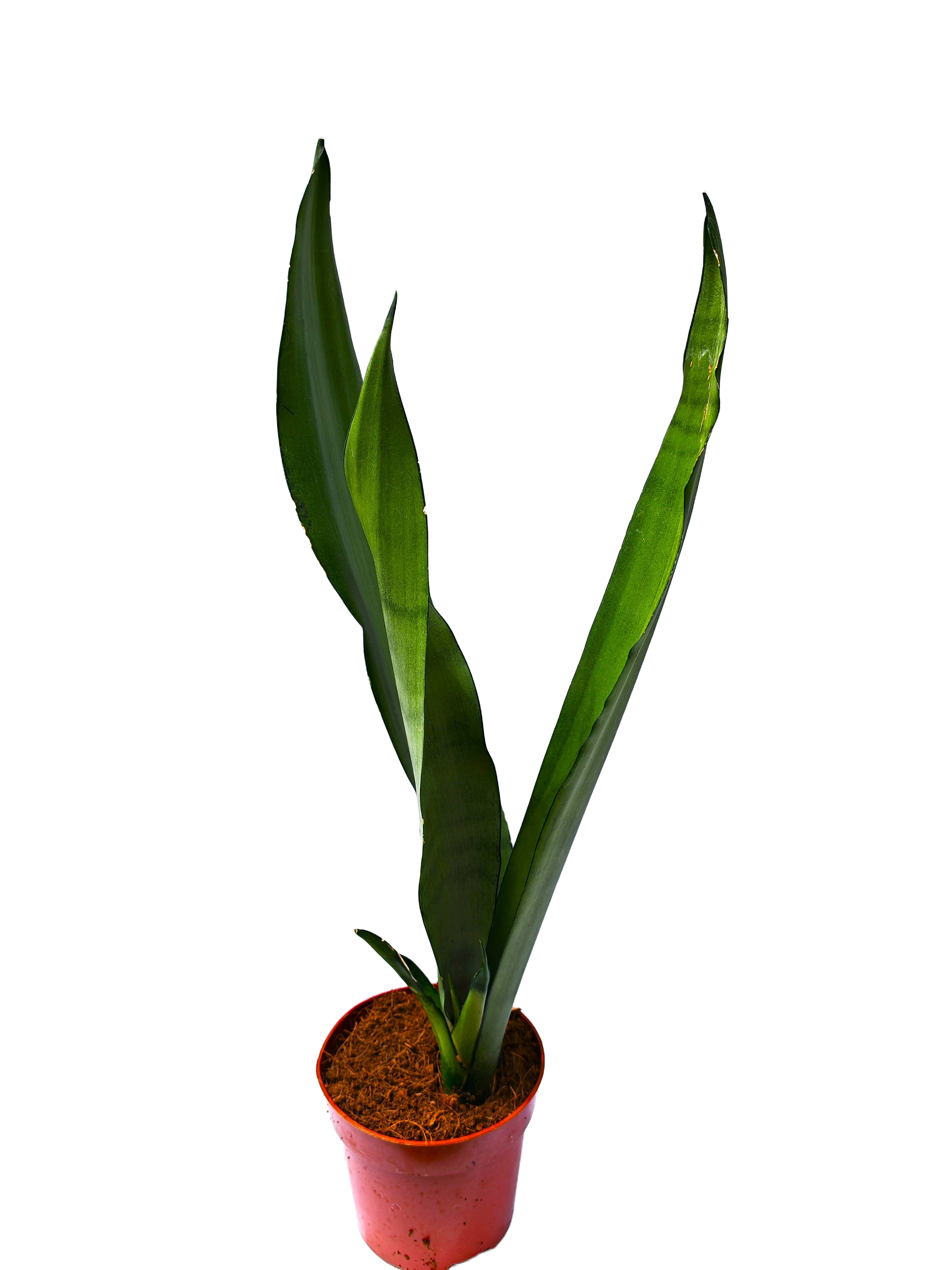 Sansevieira Moonshine (Sansevieira Trifasciata "Moonshine")