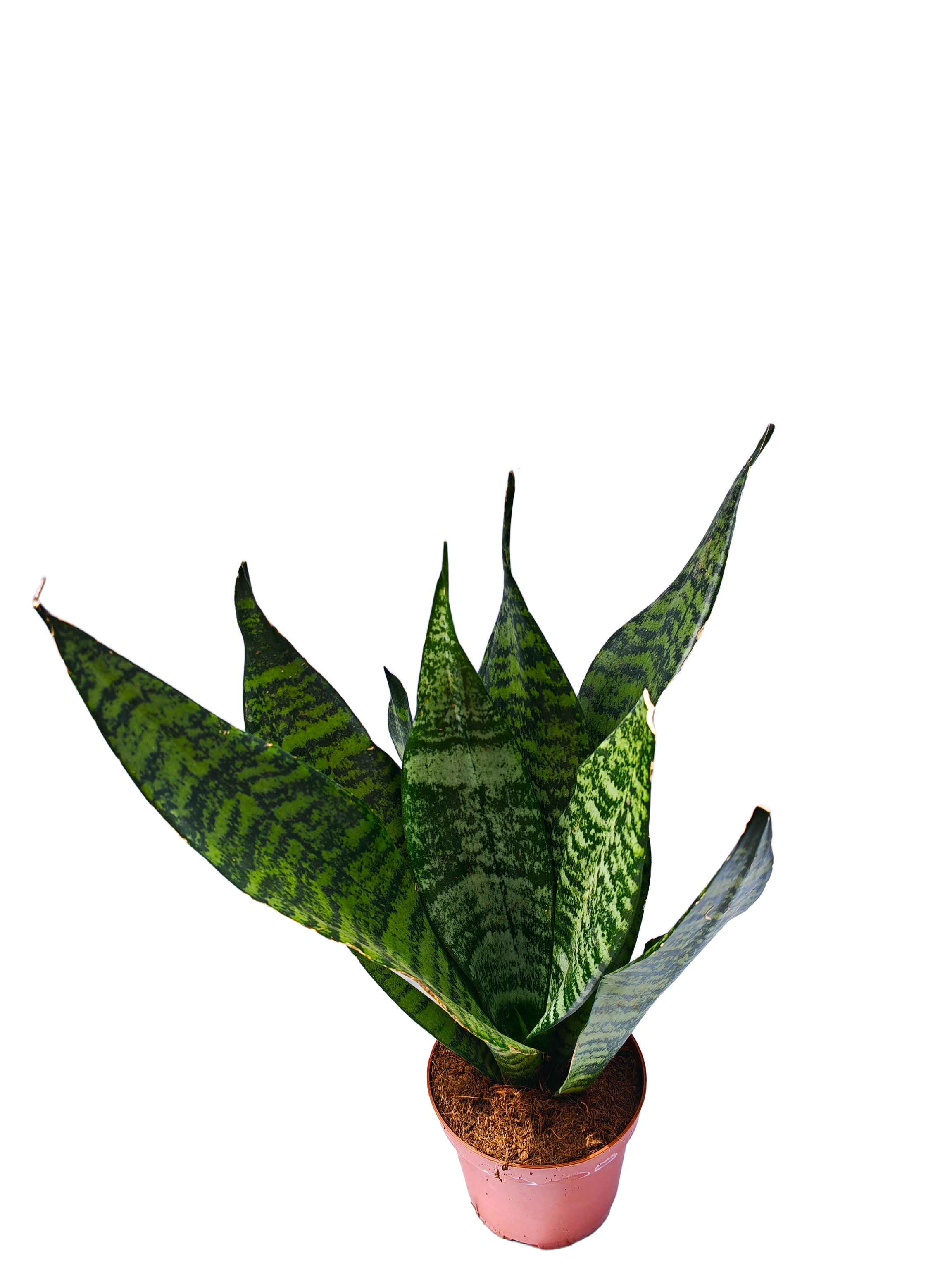Sansevieira Robusta (Sansevieira Trifasciata "Robusta")