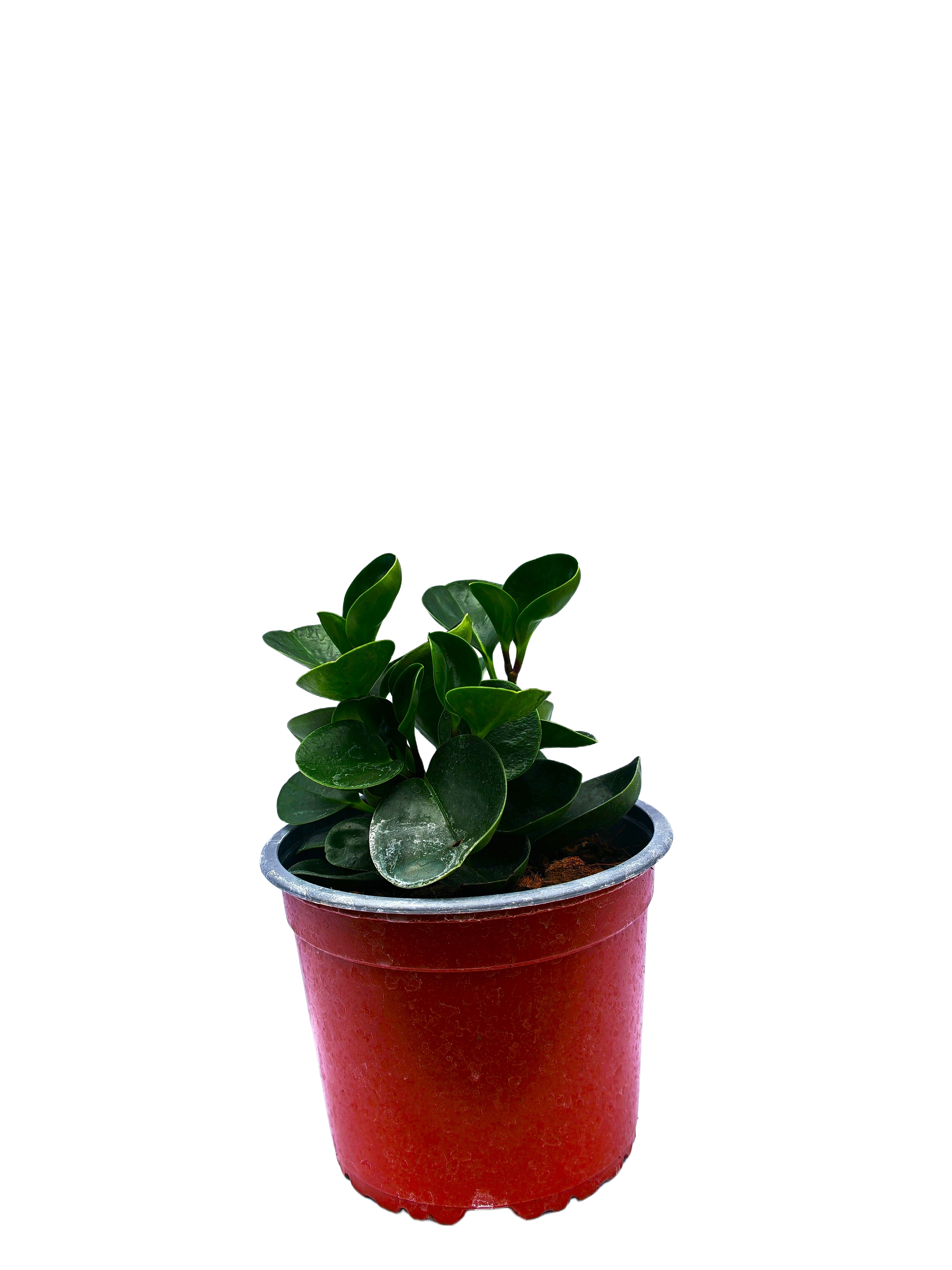 Peperomia Obtusifolia Verde