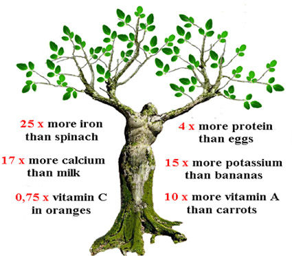Thumbnail: MORINGA CAPSULE VEGAN 1000mg, organic oleifera pill