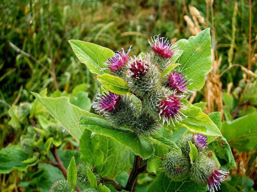 Thumbnail: BURDOCK CAPSULES, vegan - contains 100 × 500Mg  or 60 × 1000Mg