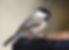 Carolina Chickadee