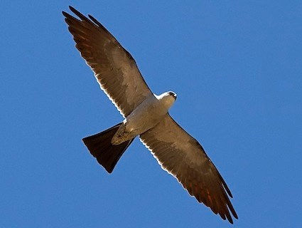 Mississippi Kite