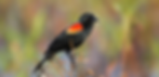 Red-winged Blackbird