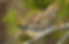 Mourning Dove
