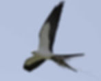 Swallow-tailed Kite