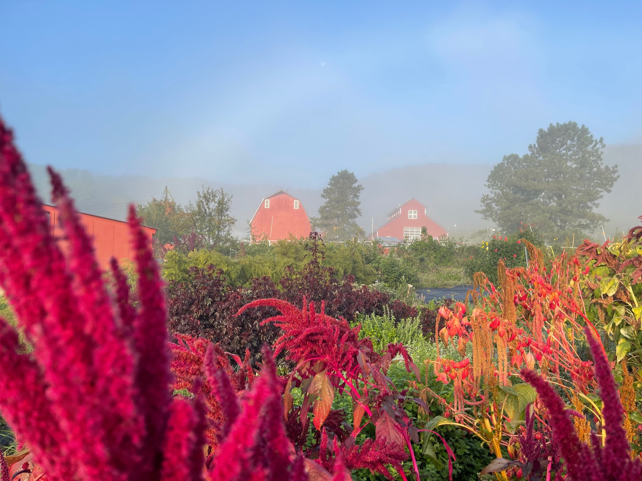 Bluff Valley Flower Farm