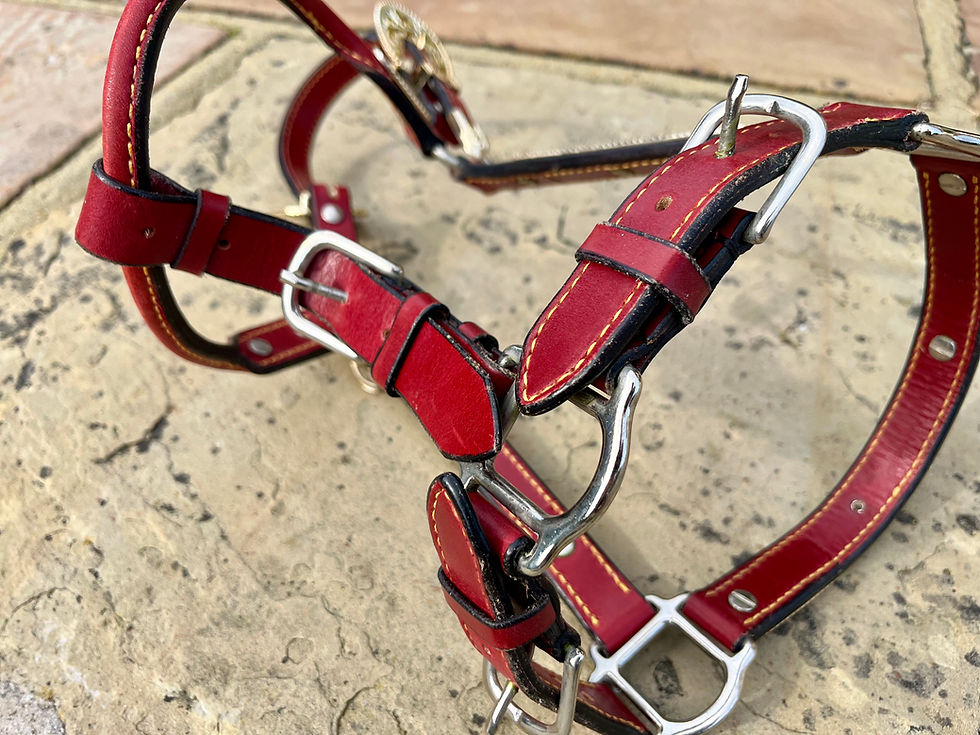 Thumbnail: SPECTACULAR WESTERN INSPIRED HEADCOLLAR UNUSED 'BRIAN'