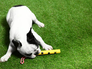 Pawsitively Perfect: The Wonders of Pet-Friendly Artificial Grass
