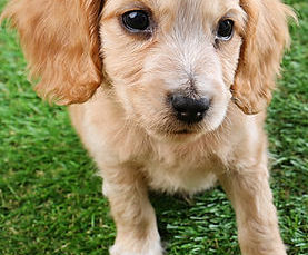 Farewell to Fur-tastrophes: Switching to Pet-Friendly Artificial Grass!