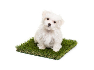 Paws and Play: Embrace Pet-Friendly Bliss with Turf Titans' Artificial Grass